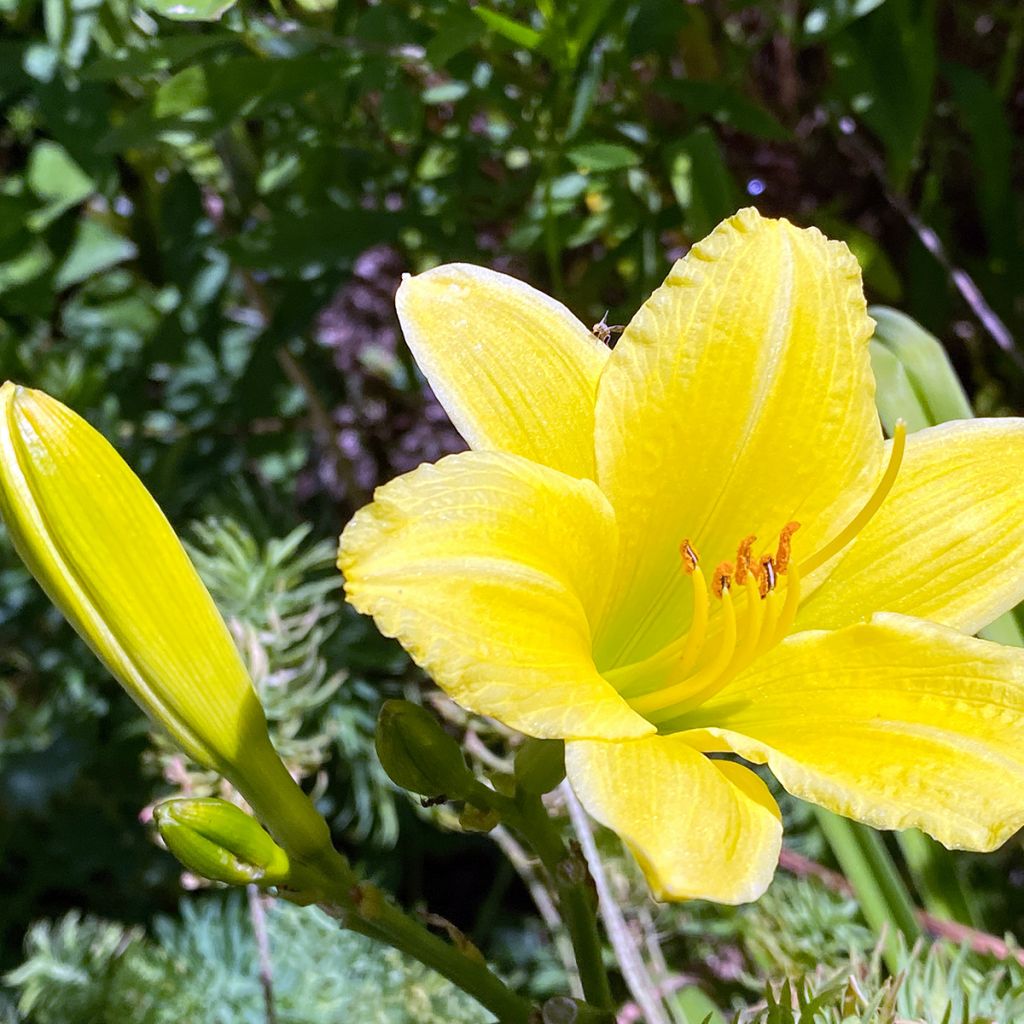 Hemerocallis Green Flutter