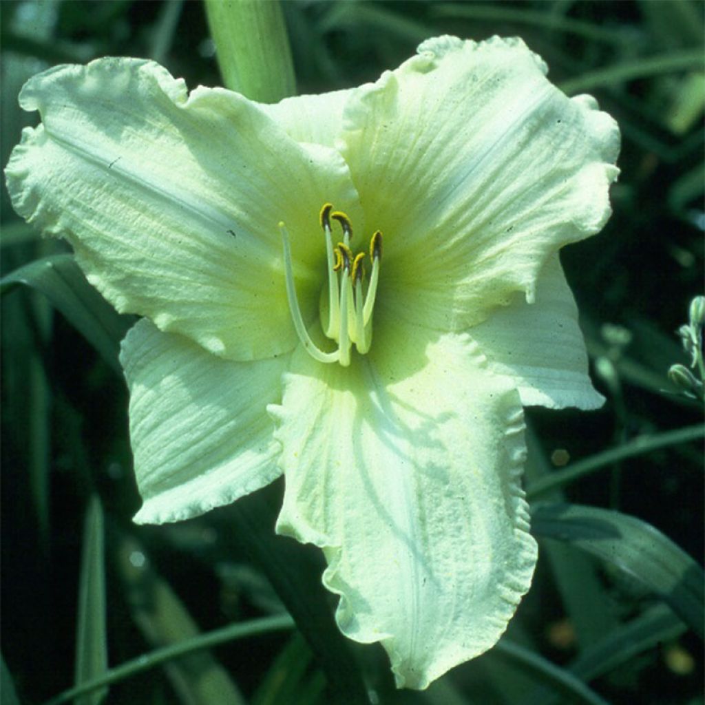 Hemerocallis Iron Gate Glacier