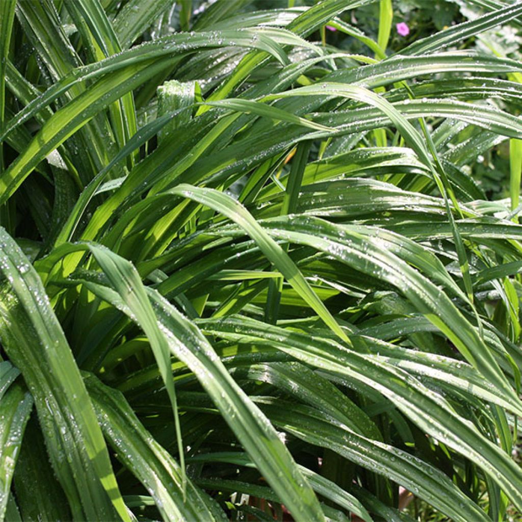 Hemerocallis Iron Gate Glacier