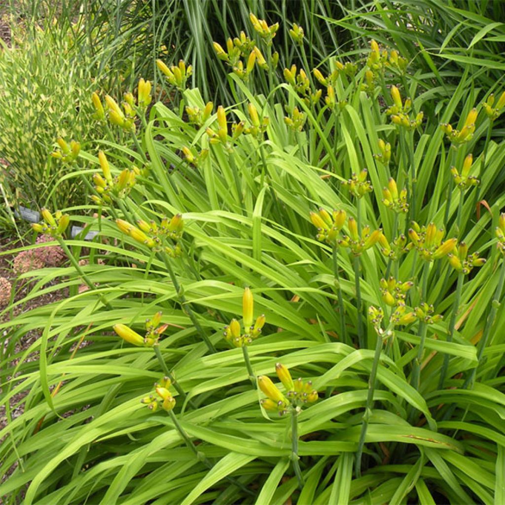 Hemerocallis Iron Gate Glacier