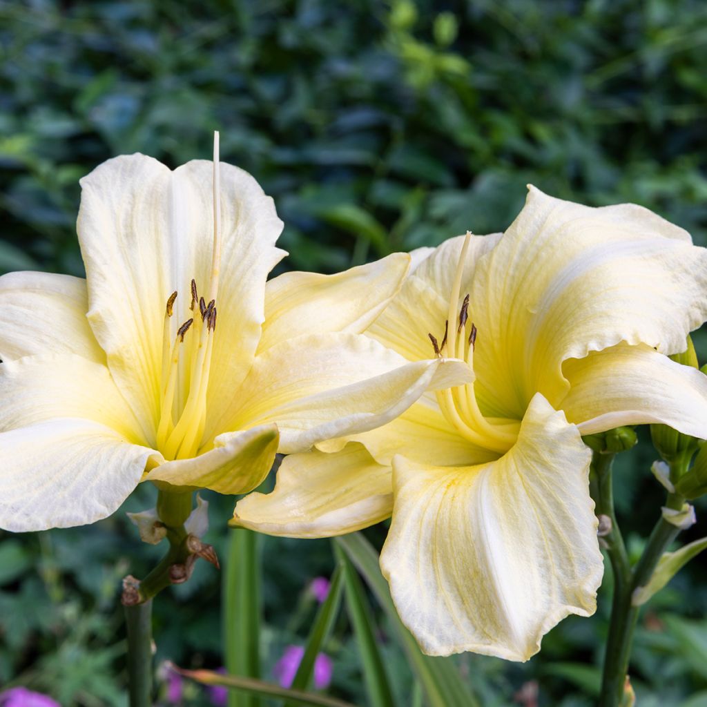 Hemerocallis Iron Gate Glacier