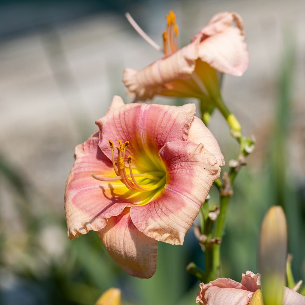 Hemerocallis Janice Brown