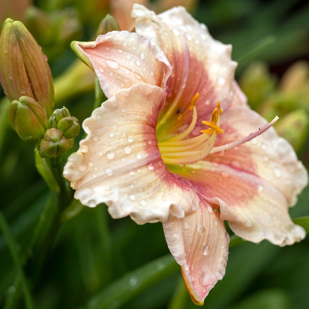 Hemerocallis Janice Brown