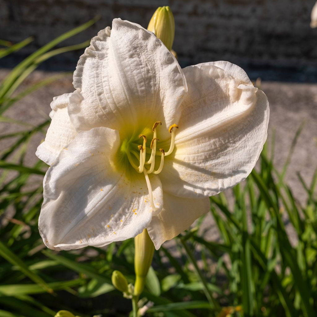 Hemerocallis Joan Senior