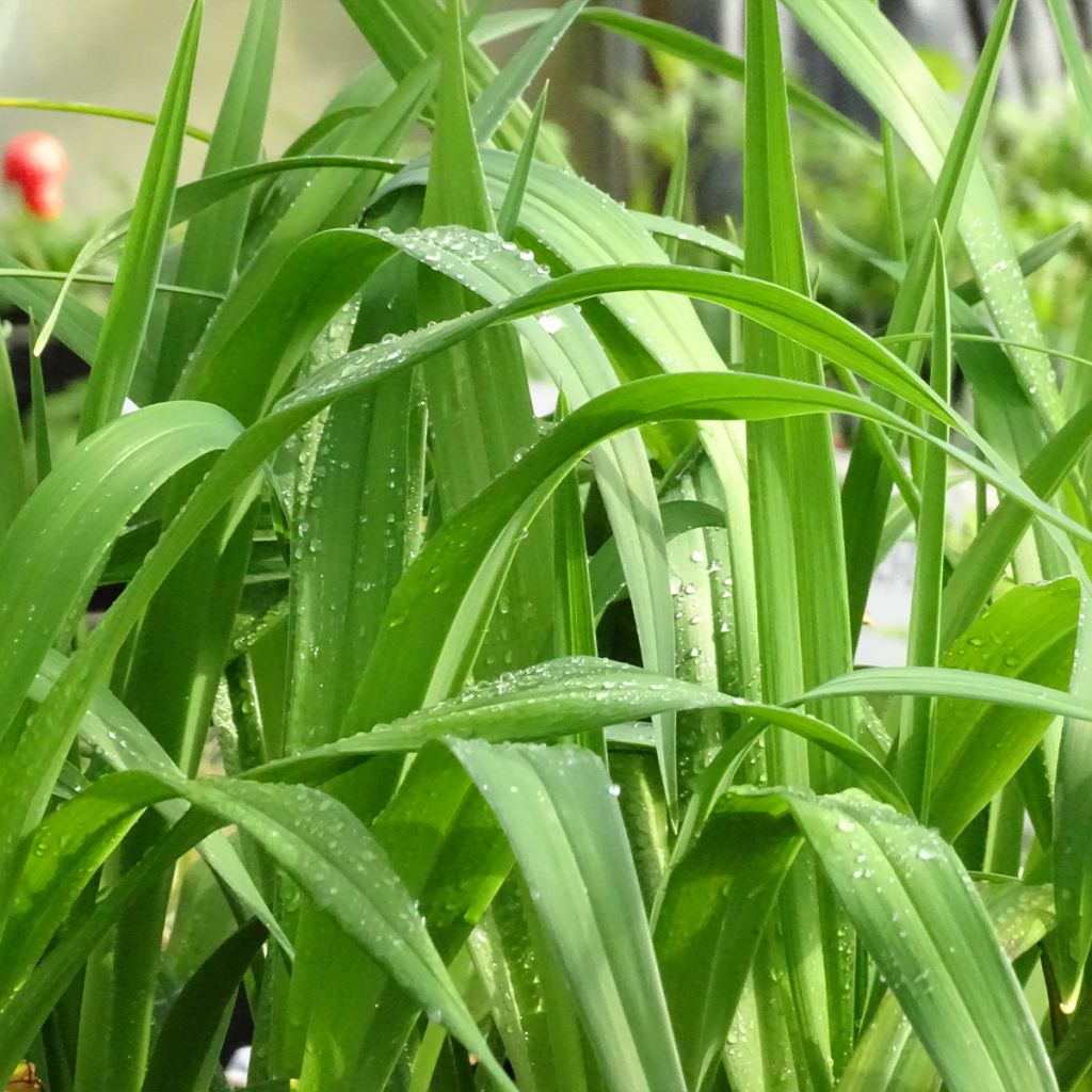 Hemerocallis Jolly Hearts