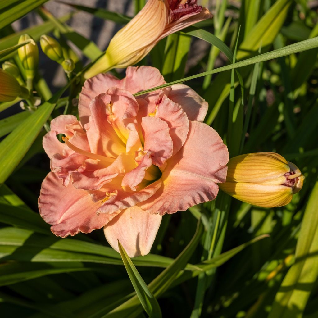 Hemerocallis Lacy Doily