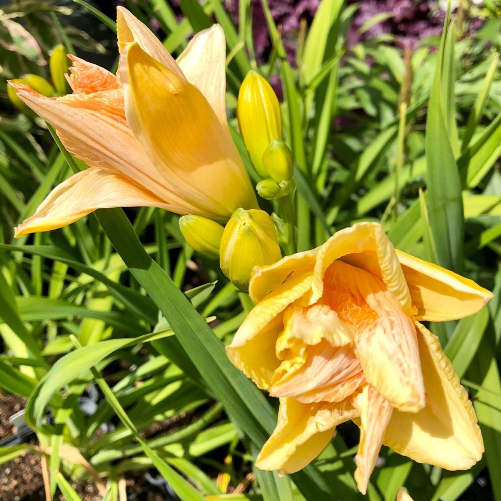 Hemerocallis Land of Cotton