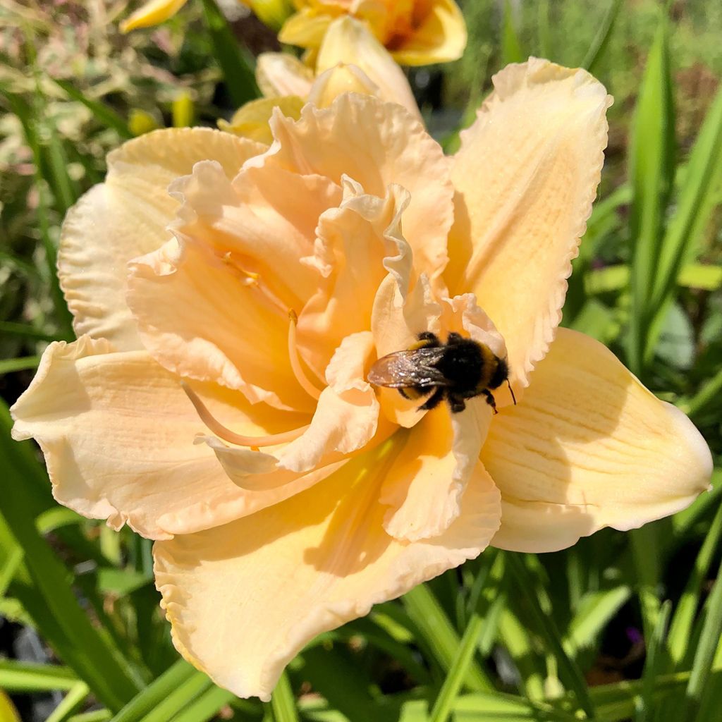 Hemerocallis Land of Cotton