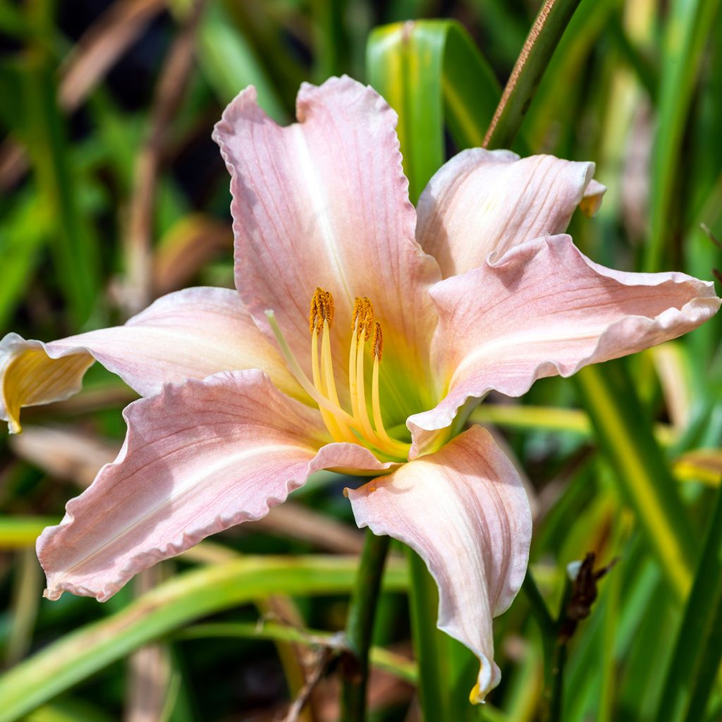 Hemerocallis Luxury Lace