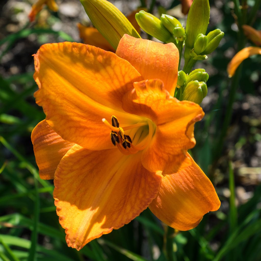 Hemerocallis Mauna Loa