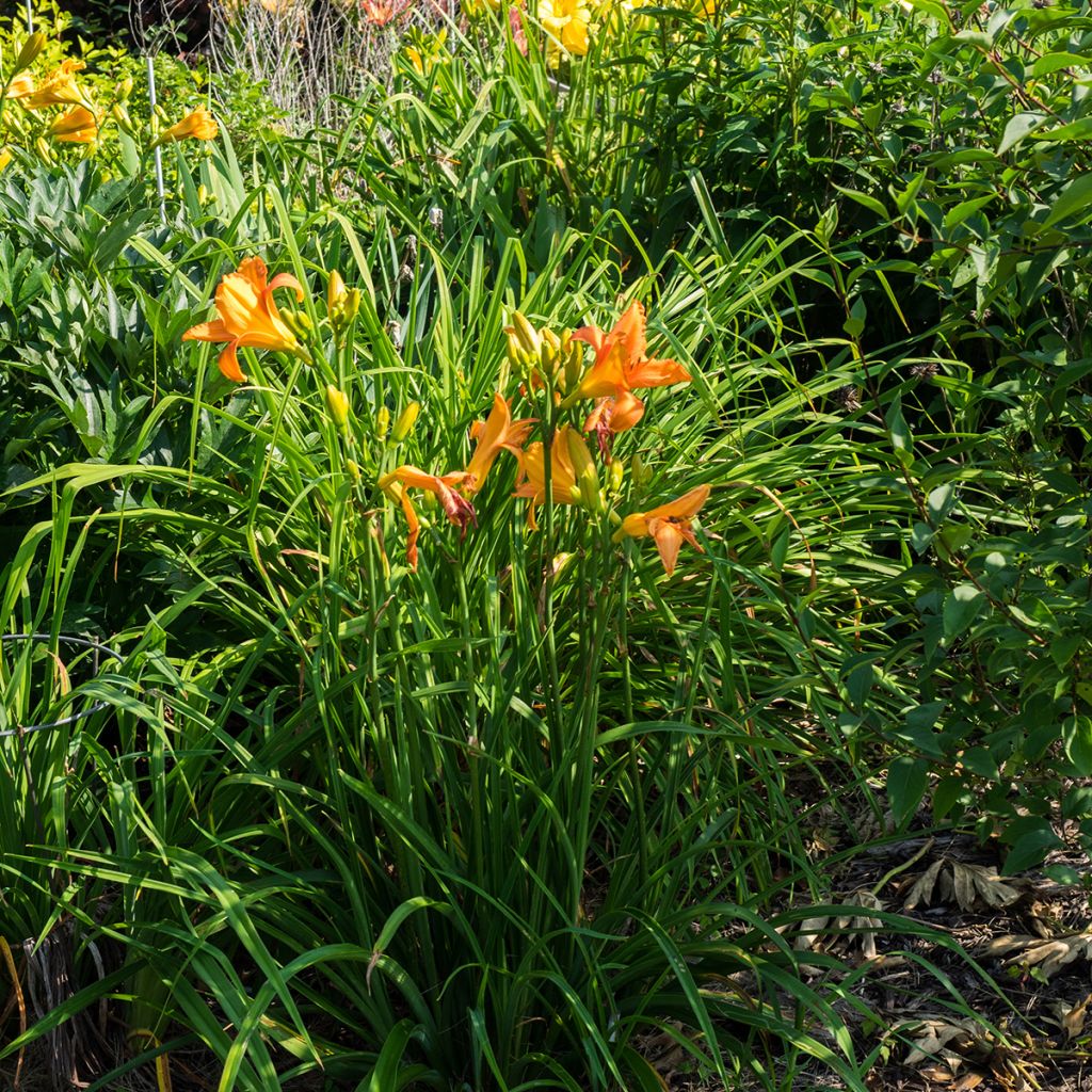 Hemerocallis Mauna Loa