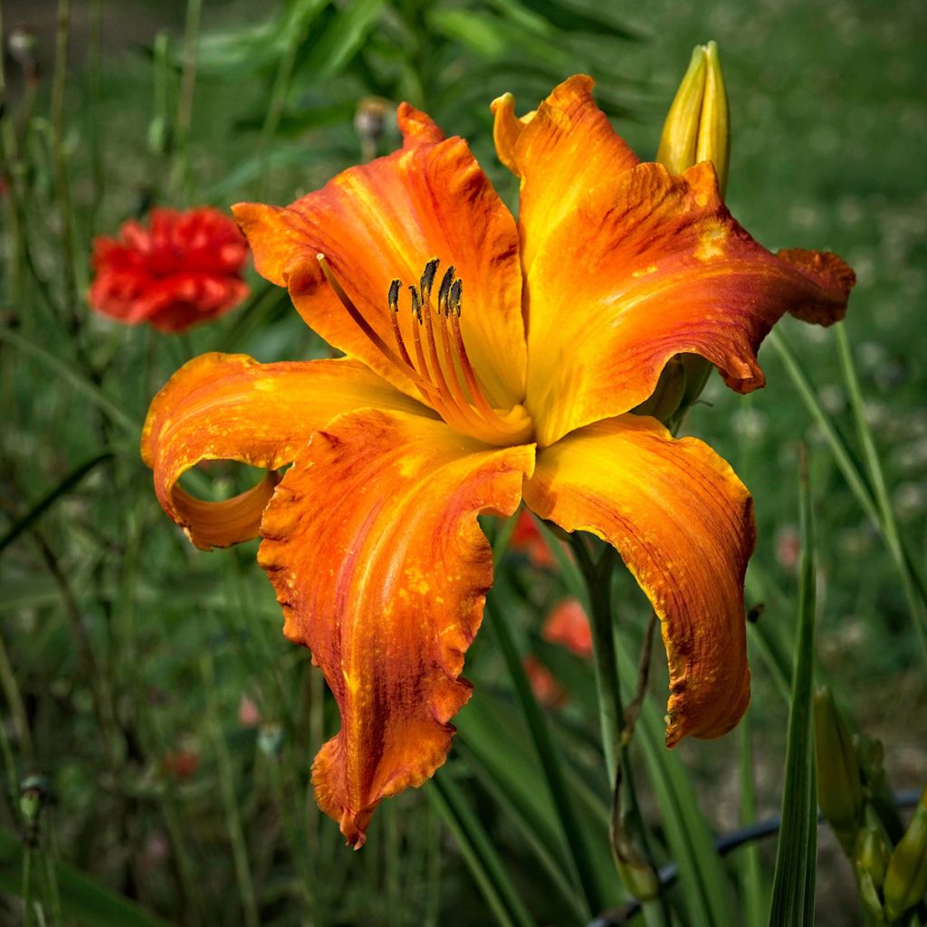 Hemerocallis Mauna Loa