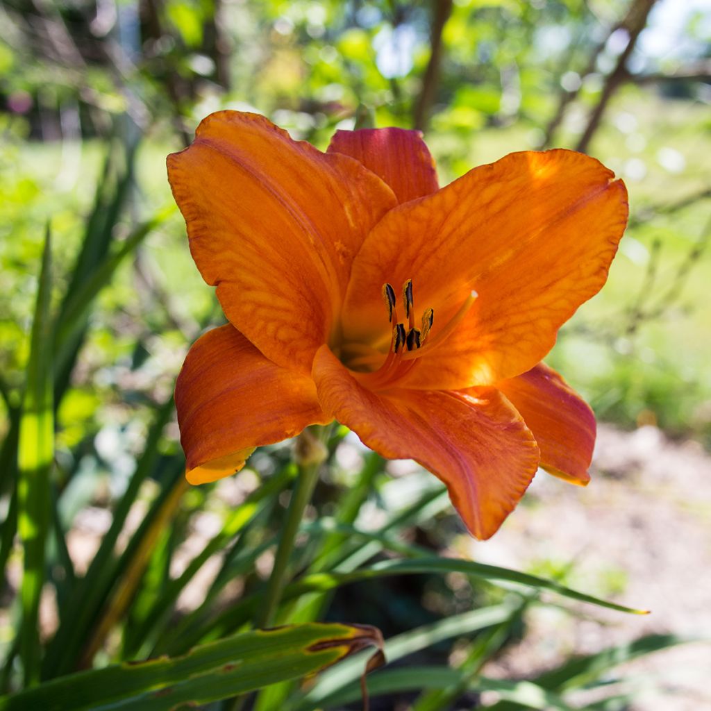 Hemerocallis Mauna Loa