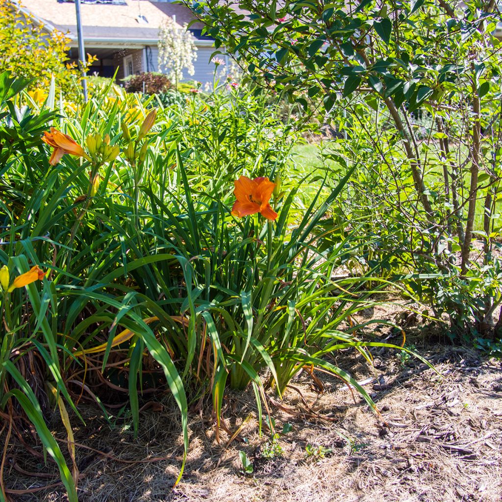 Hemerocallis Mauna Loa