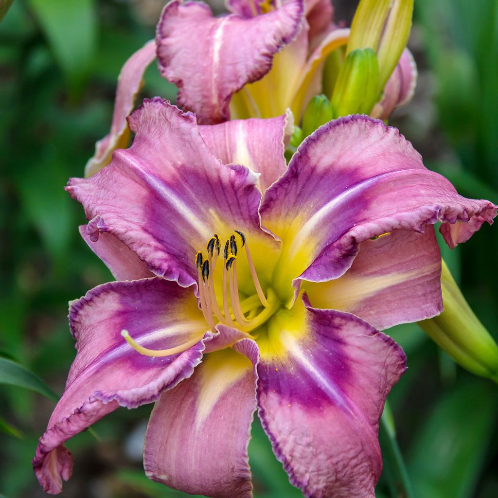 Hemerocallis Mildred Mitchell