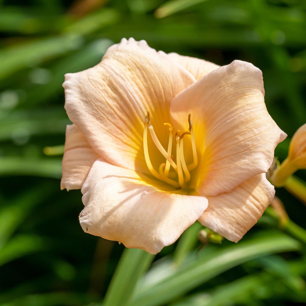 Hemerocallis Mini Pearl