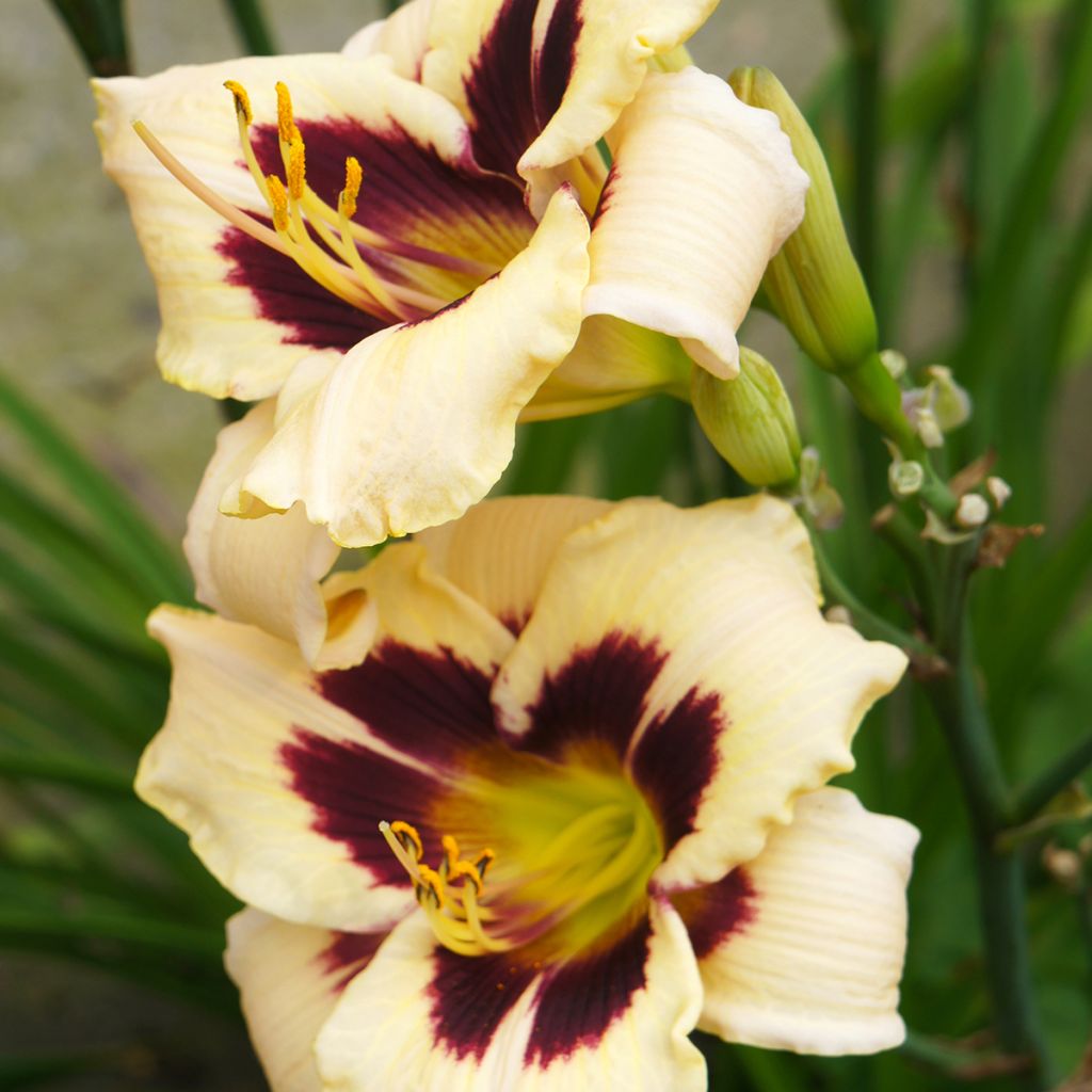 Hemerocallis Moonlight Masquerade