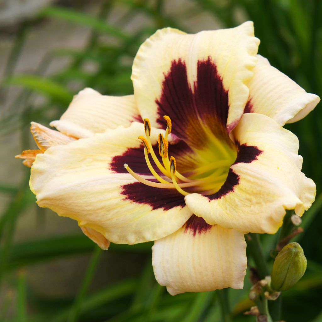 Hemerocallis Moonlight Masquerade