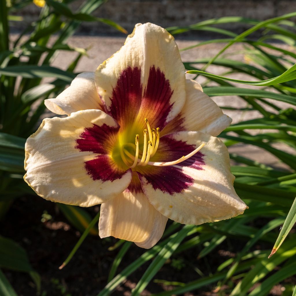 Hemerocallis Moonlight Masquerade