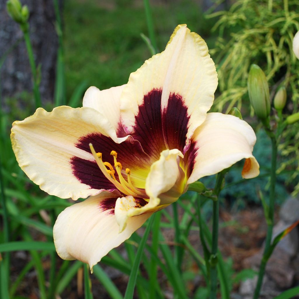 Hemerocallis Moonlight Masquerade