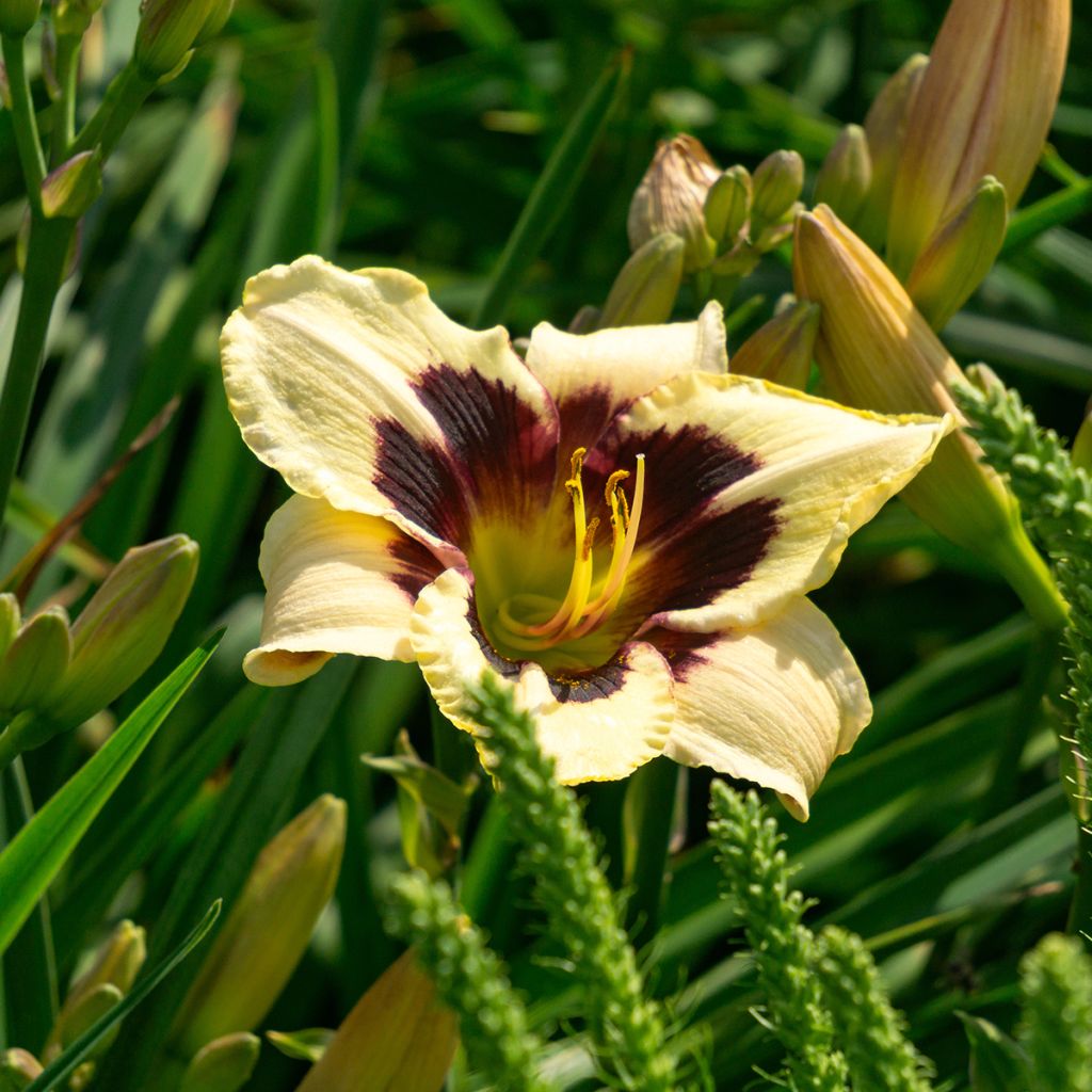 Hemerocallis Moonlight Masquerade