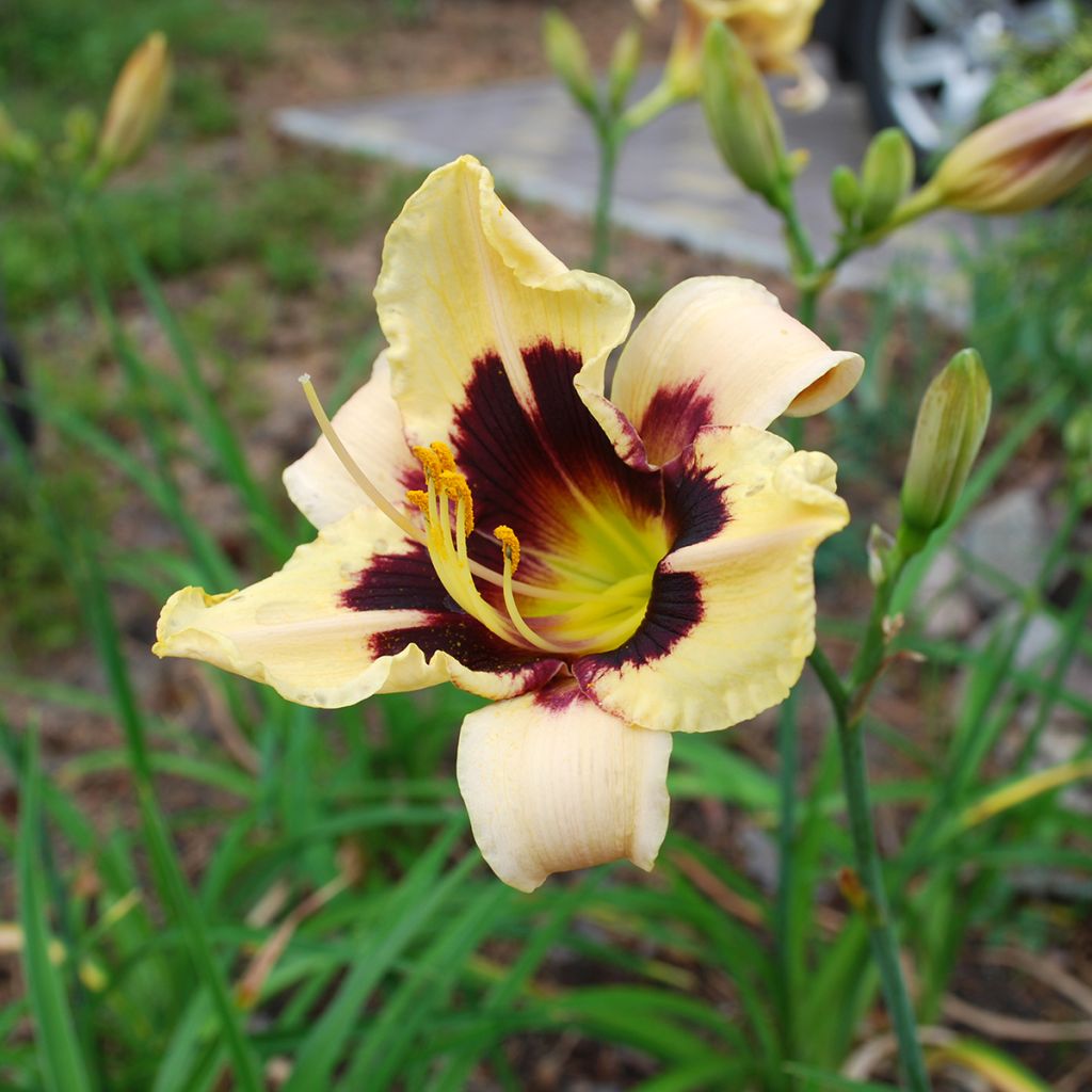 Hemerocallis Moonlight Masquerade