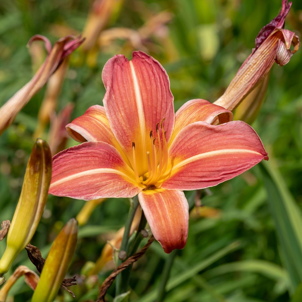 Hemerocallis Neyron Rose