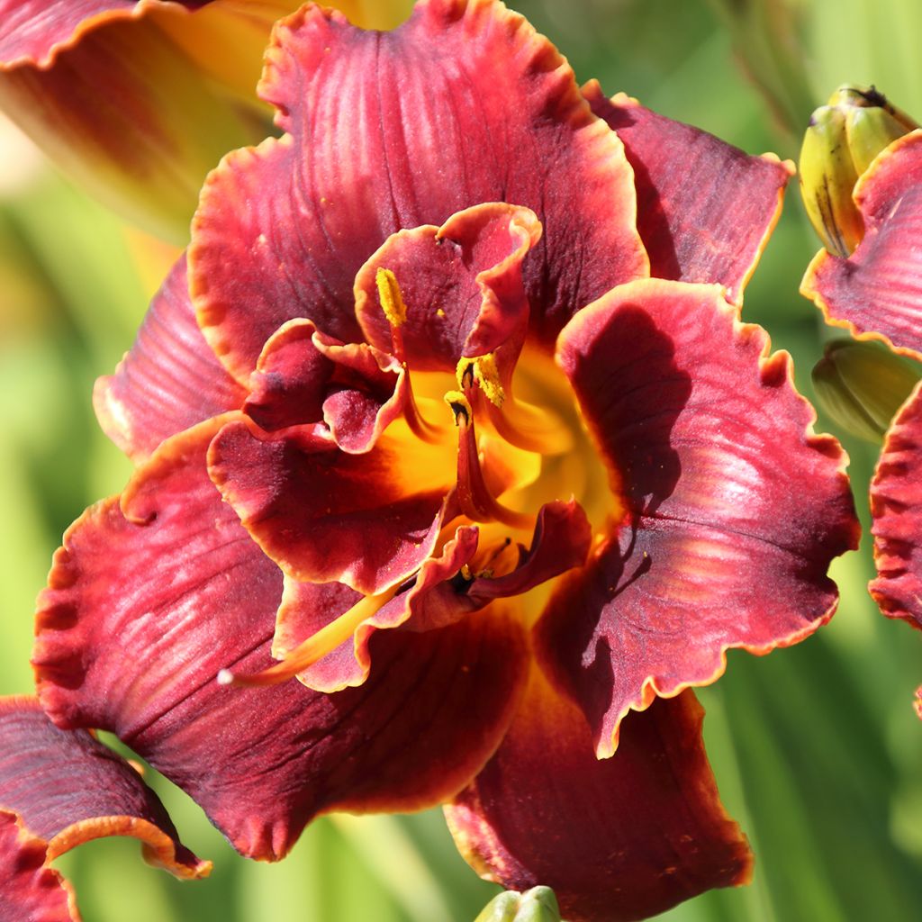 Hemerocallis Night Embers