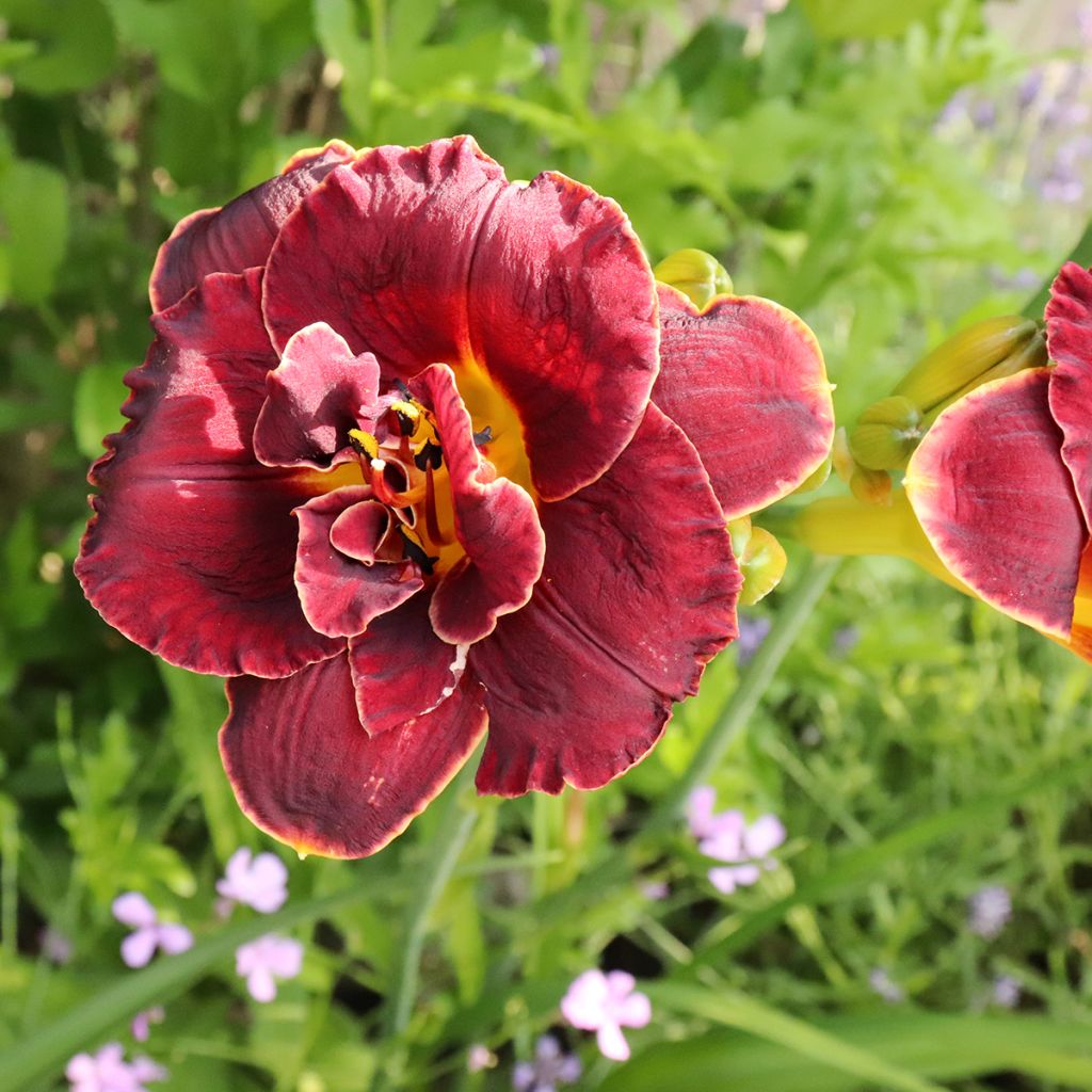 Hemerocallis Night Embers