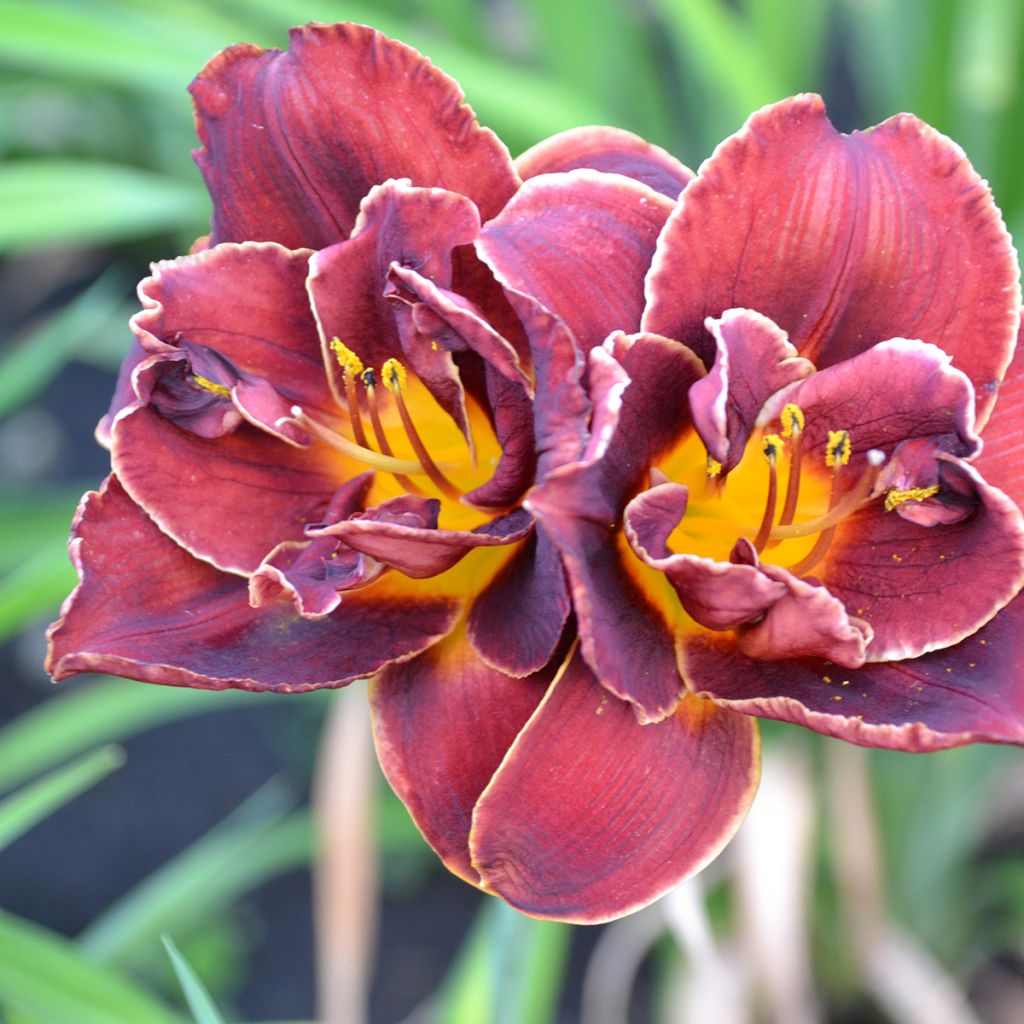 Hemerocallis Night Embers