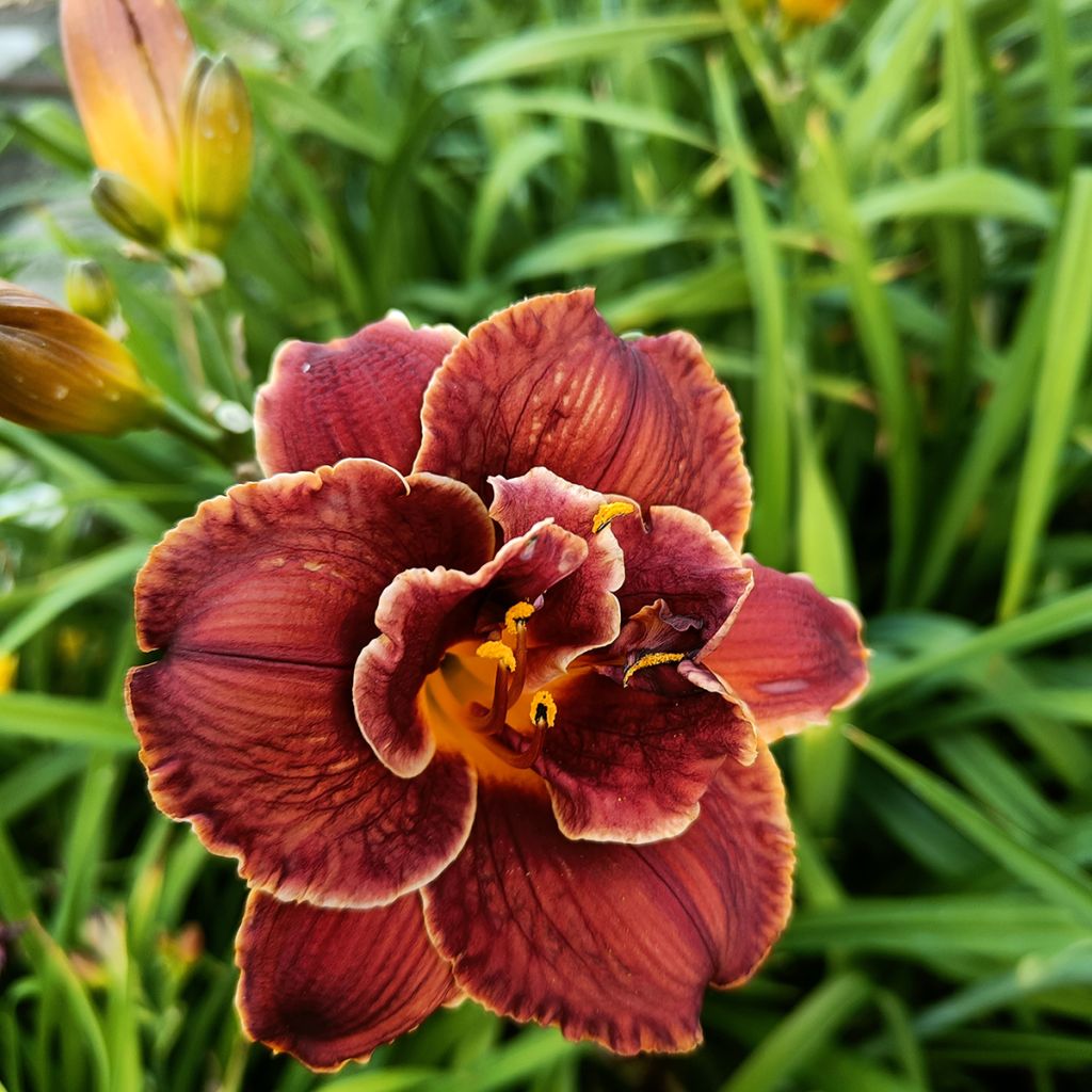 Hemerocallis Night Embers