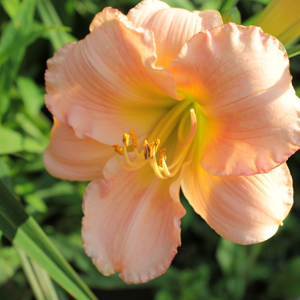 Hemerocallis On and On