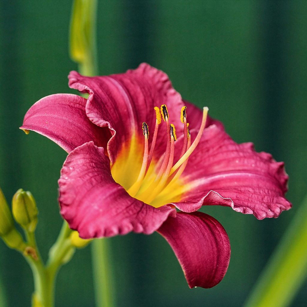 Hemerocallis Pardon Me