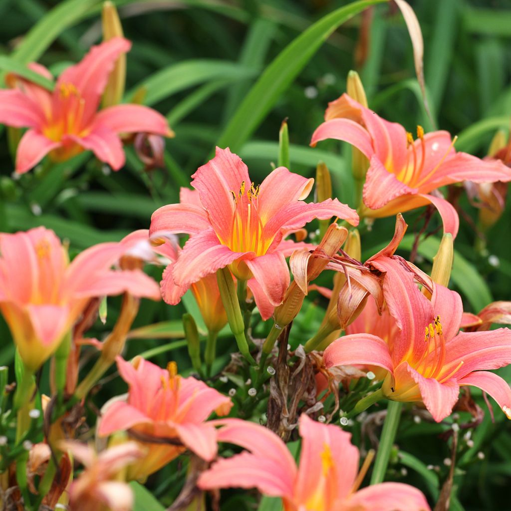 Hemerocallis Pink Damask