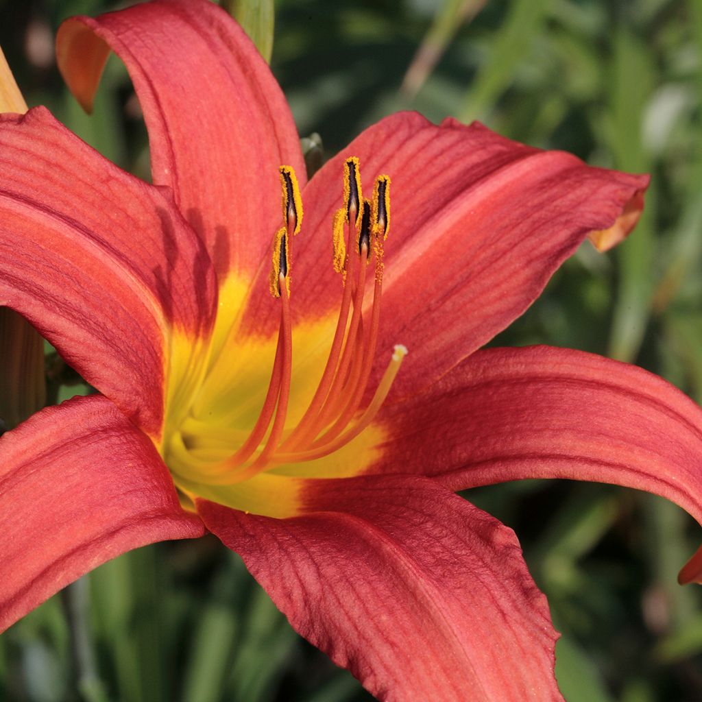 Hemerocallis Pink Damask