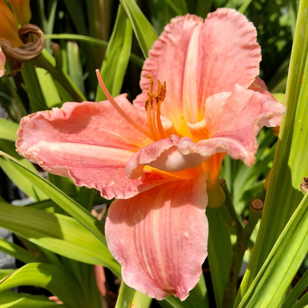 Hemerocallis Poogie