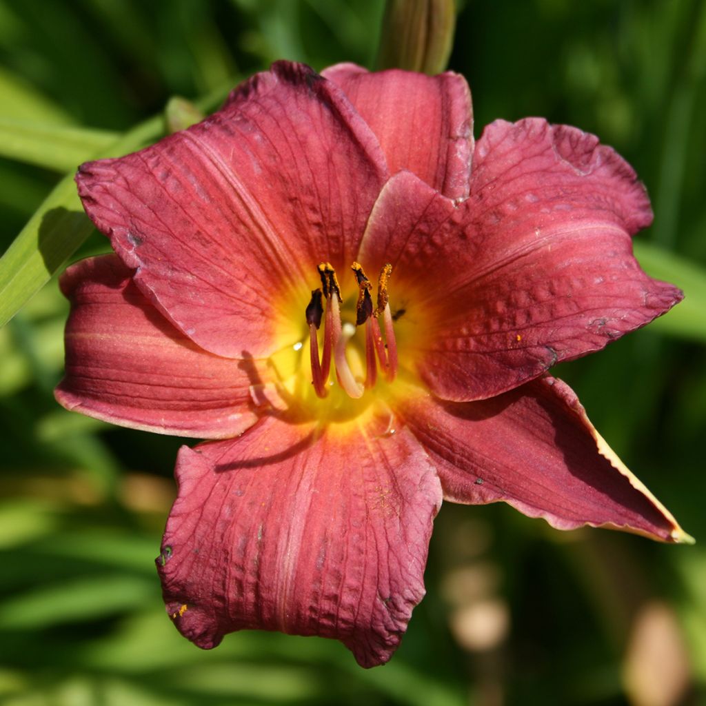 Hemerocallis Red Rum