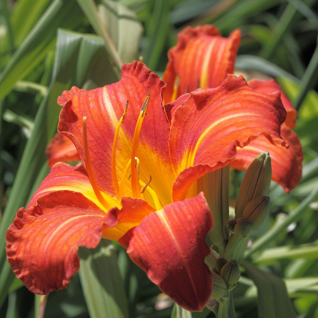 Hemerocallis Red Rum