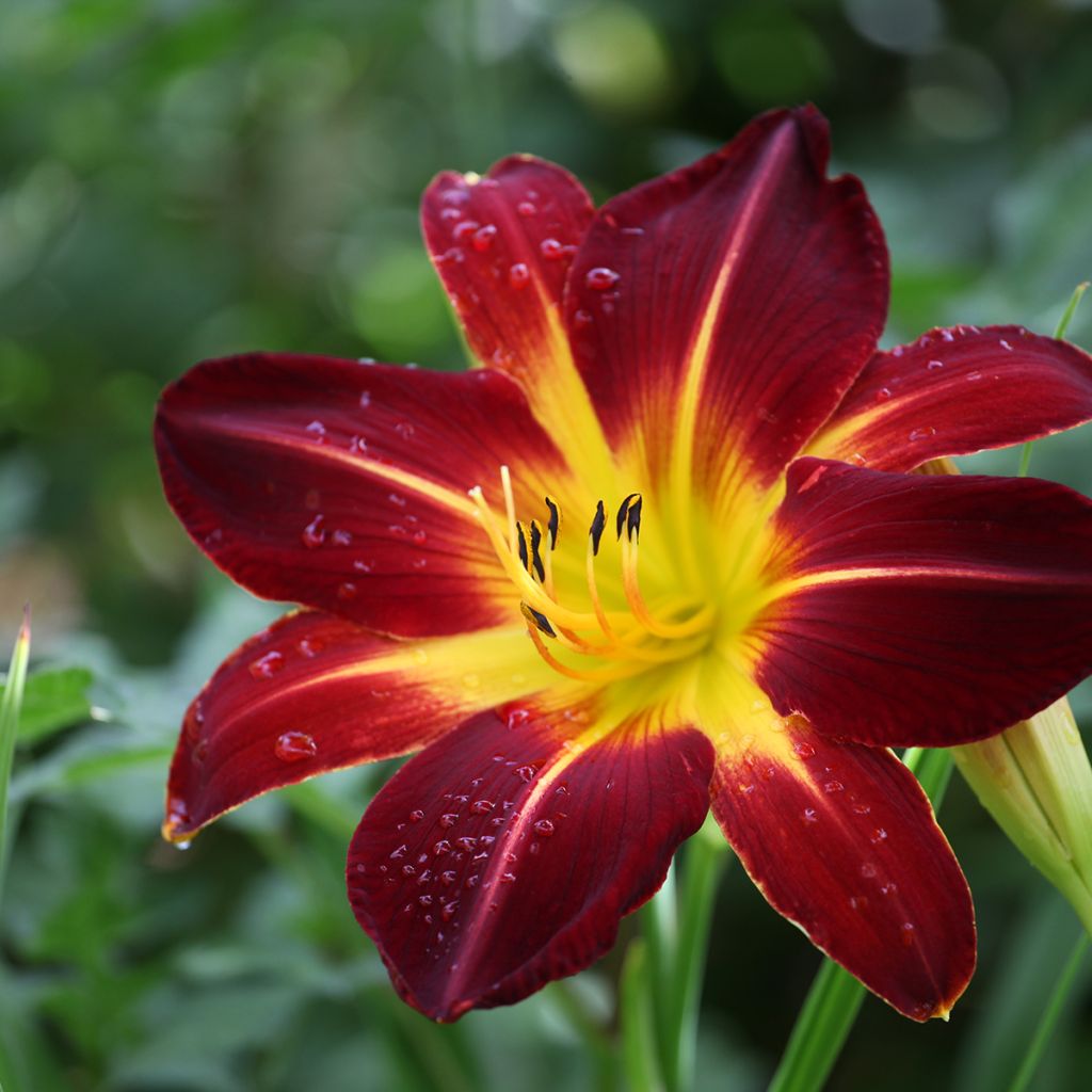 Hemerocallis Ruby Spider