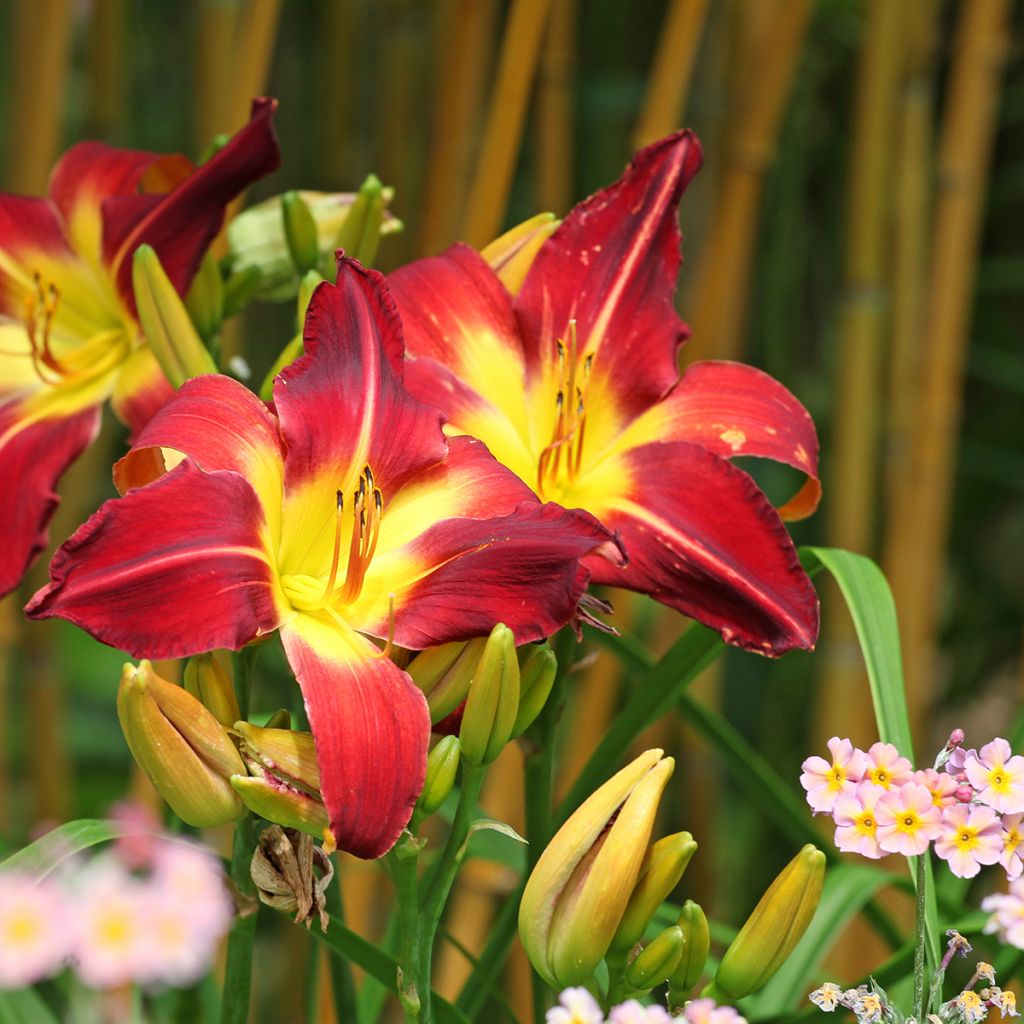 Hemerocallis Ruby Spider