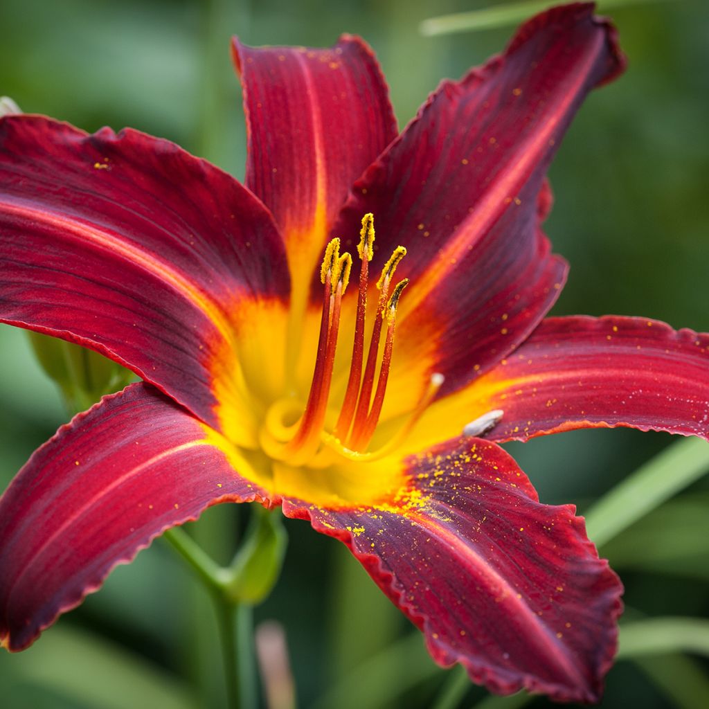 Hemerocallis Ruby Spider