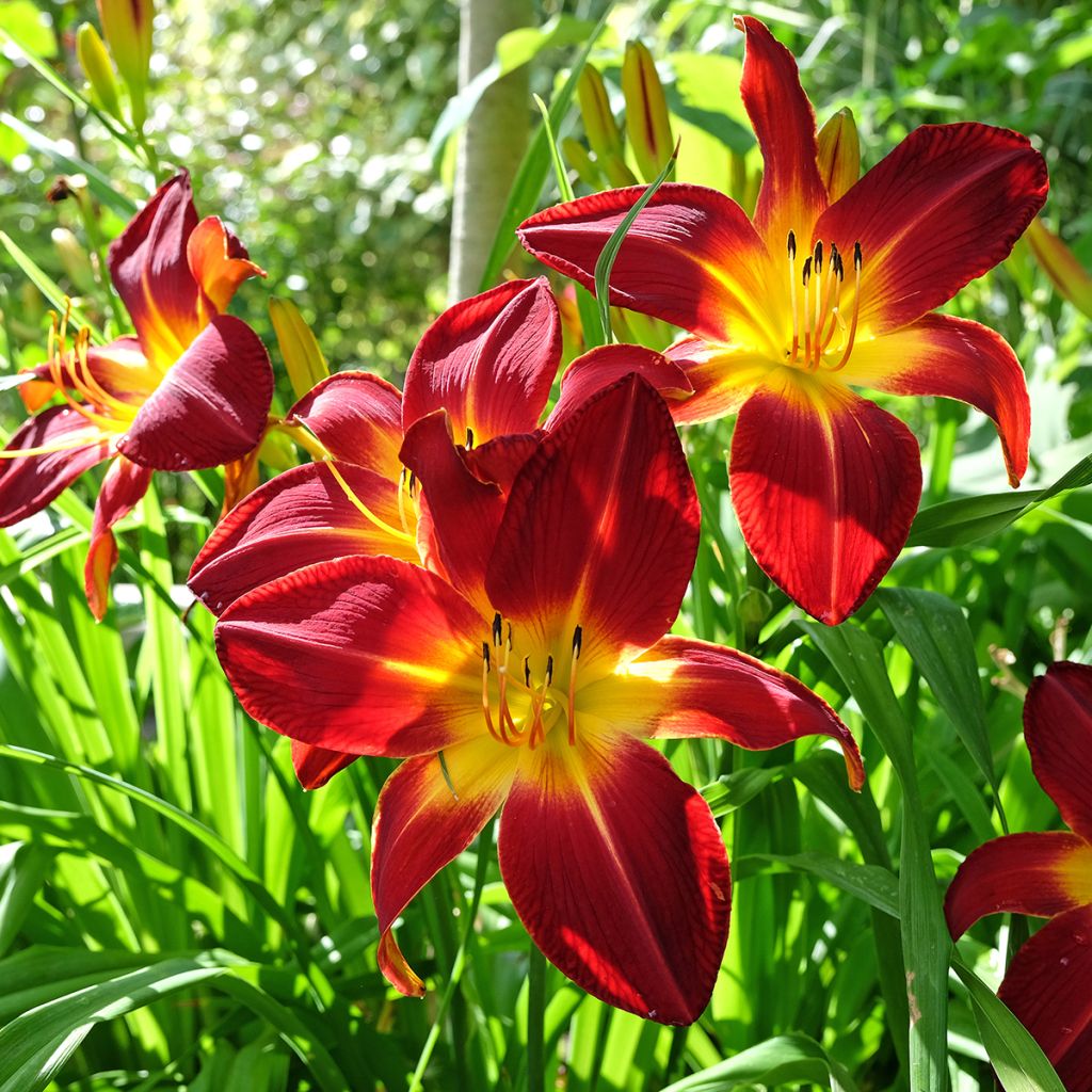 Hemerocallis Ruby Spider