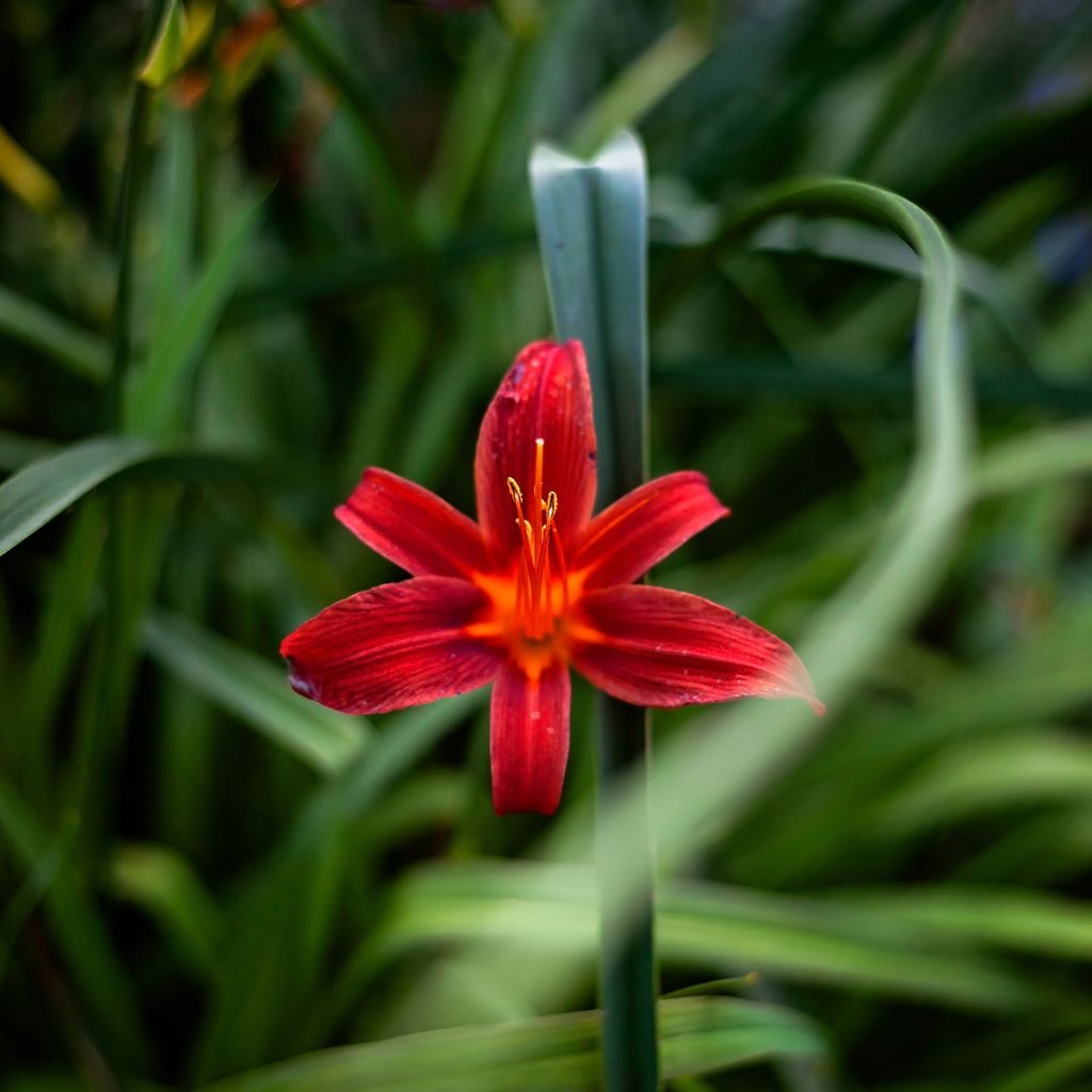 Hemerocallis Sammy Russel