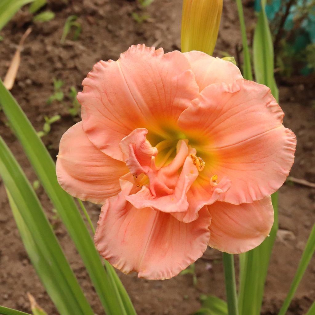 Hemerocallis Siloam Double Classic