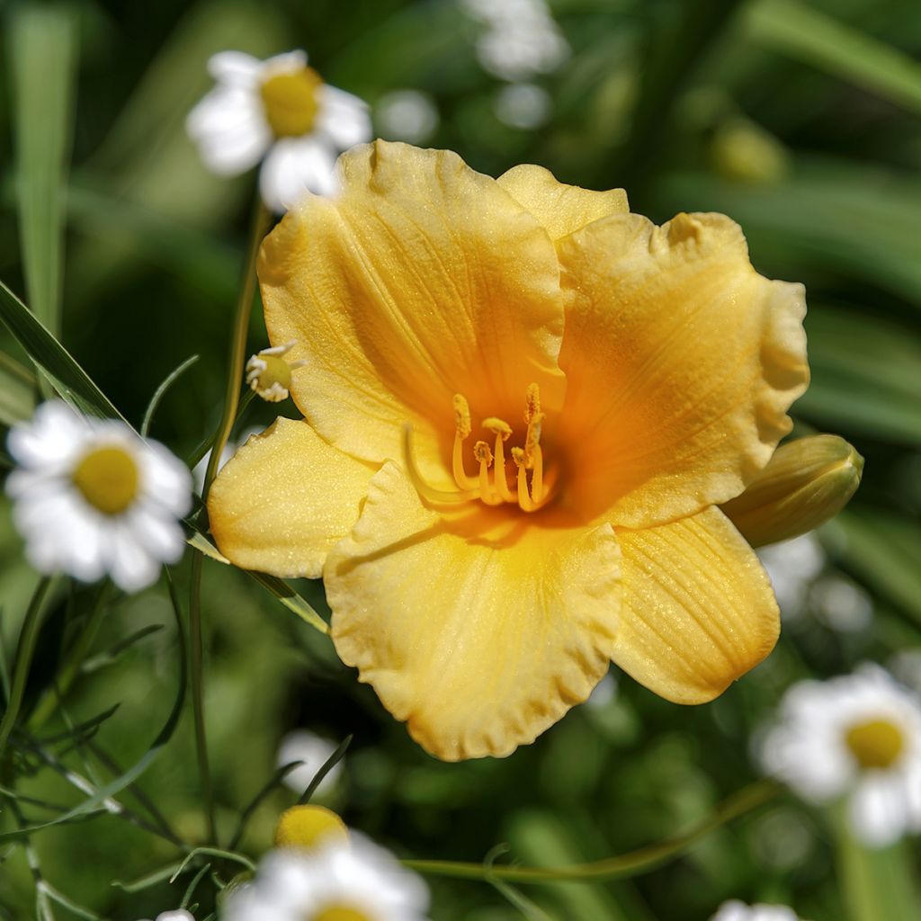 Hemerocallis Stella de Oro