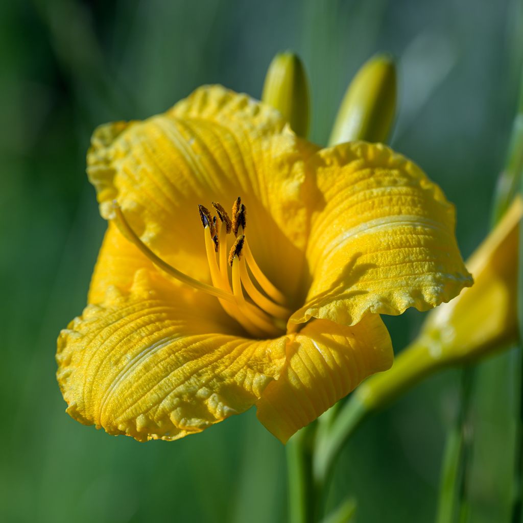 Hemerocallis Stella de Oro