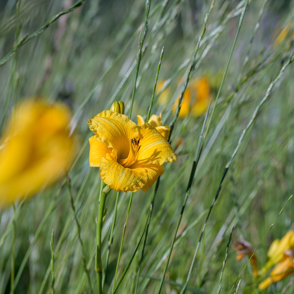 Hemerocallis Stella de Oro