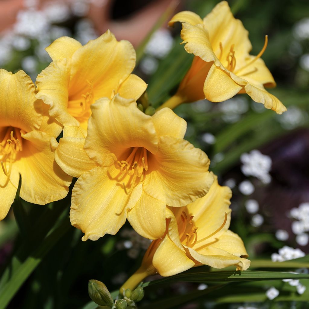 Hemerocallis Stella de Oro