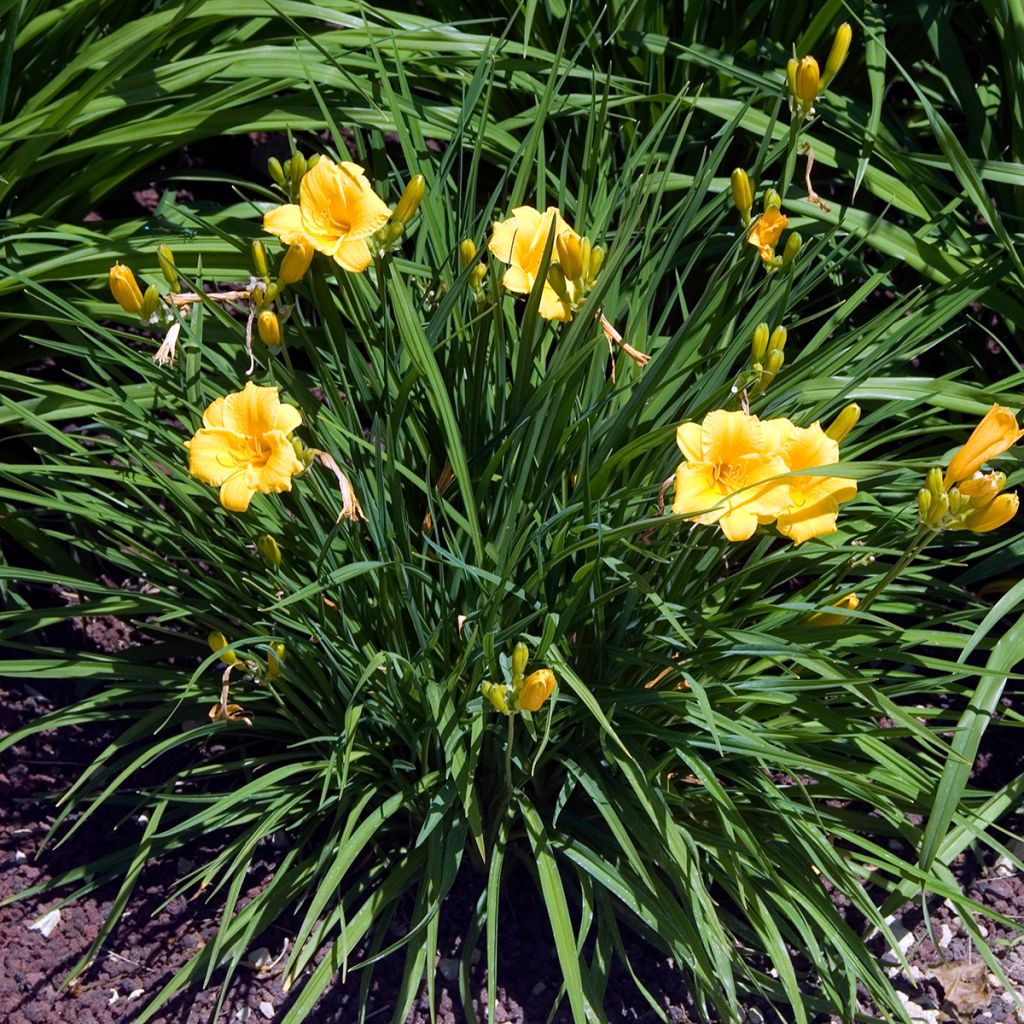 Hemerocallis Stella de Oro