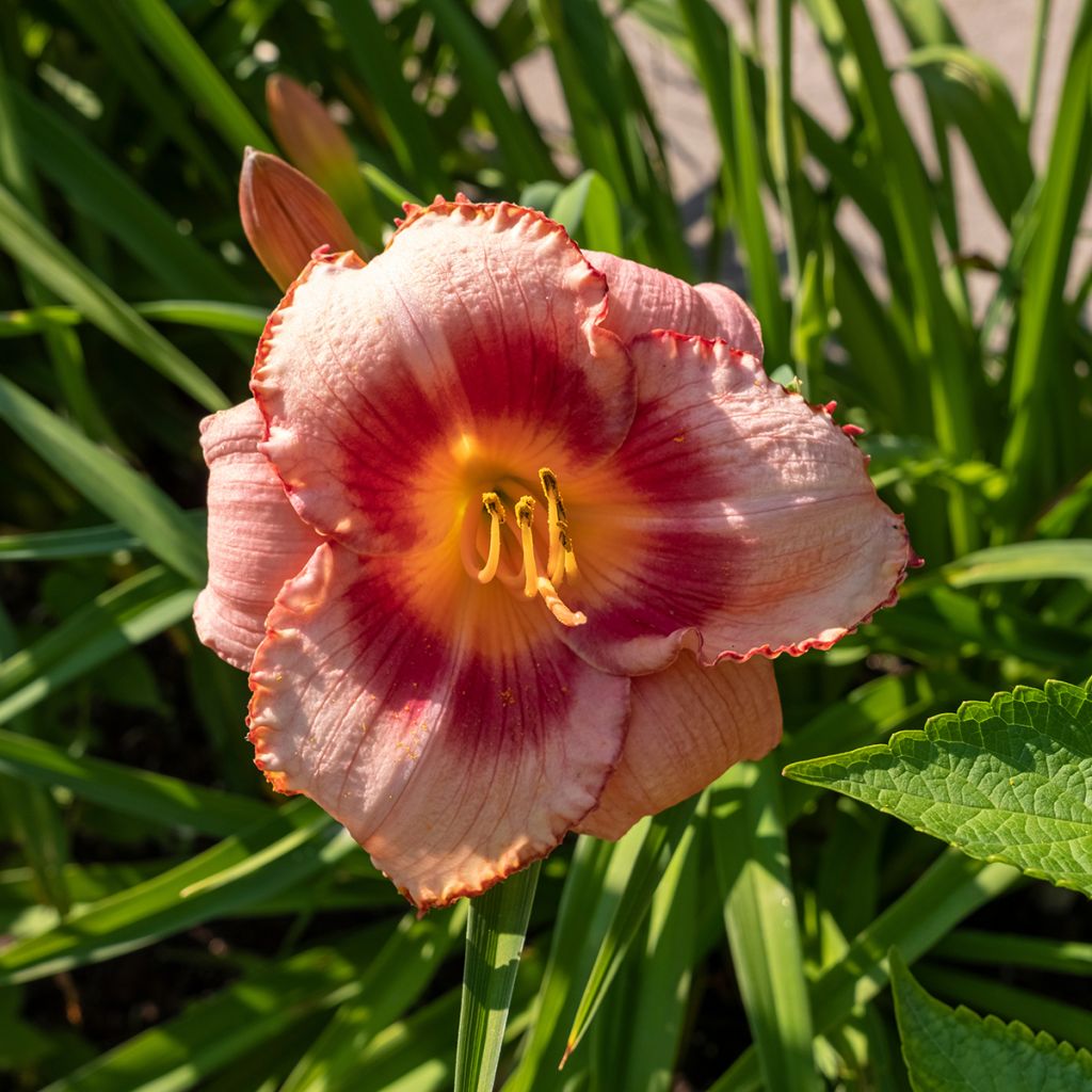 Hemerocallis Strawberry Candy